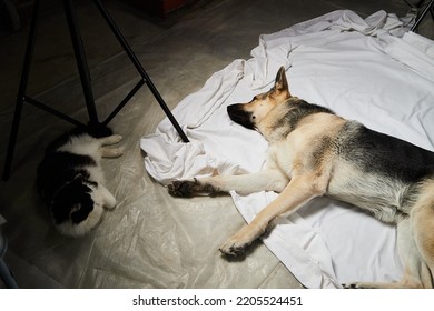 Big Dog Shepherd And Black Cat In The Room. Friends Pets In The House