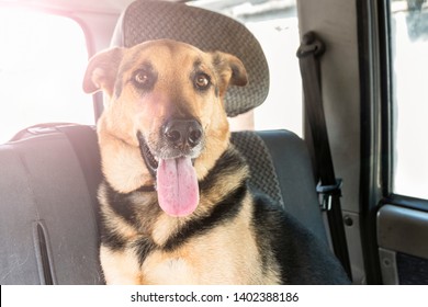 Big dog sitting in the car in the back seat. Dog tongue sticking out