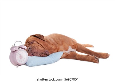 Big Dog Sleeping Comfortably On A Pillow