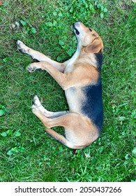 Big Dog Sleeping In The Grass