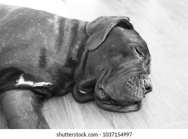 Big Dog Sleeping On Floor Stock Photo 1037154997 | Shutterstock