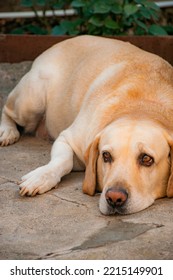 Big Dog Sleeping On The Floor