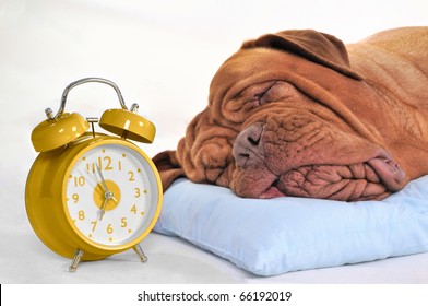 Big Dog Sleeping Sweetly With Golden Alarm-Clock