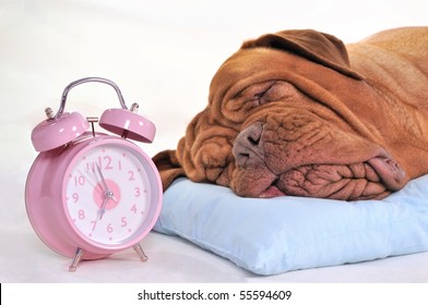 Big Dog Sleeping Sweetly Near An Alarm-Clock