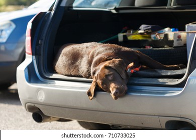 dog car boot