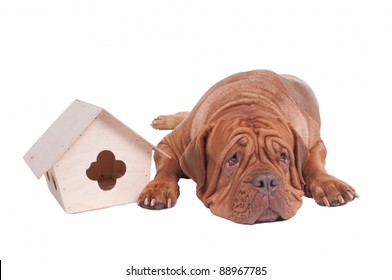 Big Dog With Small House Isolated