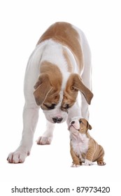 Big Dog Small Puppy In Front Of A White Background