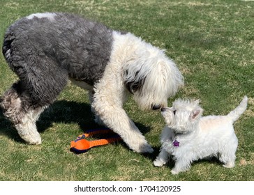 Big dog and small dog smell each other in the dog park