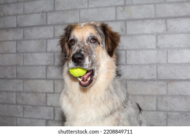 Big Dog With Tennis Ball In The Mouth Indoors