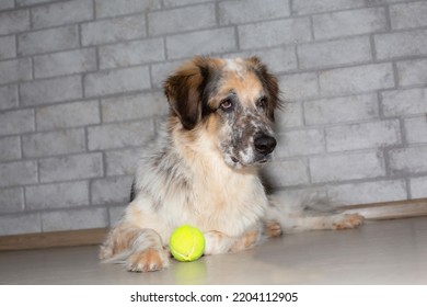 Big Dog With Tennis Ball On The Floor Indoors