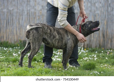 Big Dog Training On A Leash