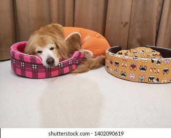 A Big Dog Is Trying To Fit In The Small Bed.