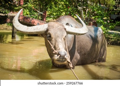 Big Domestic Water Buffalo In Water. Vietnam