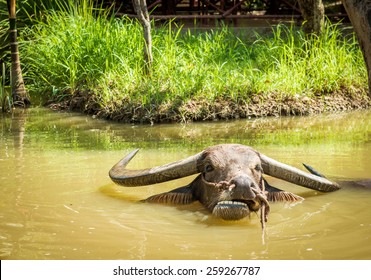 Big Domestic Water Buffalo In Water. Vietnam