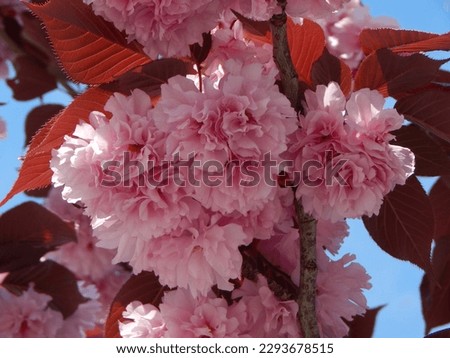 Big double pink flowers and red leaves of Japanese cherry Prunus serrulata (Royal Burgundy), closeup