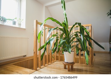 Big Dracaena Fragrans At Home 