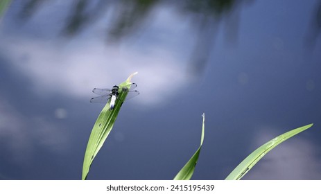 big dragonfly on stalk of grass. the insect sits on the green leaves of the reed, by the river. macro nature. beautiful dragonfly, small predator. natural background. dragonfly by the pond