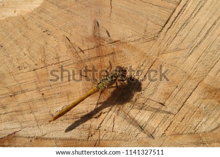 Image, Stock Photo A large yellow dragonfly photographed in flight.