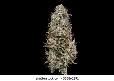 Big Dry Top Bud Of Female Cannabis Indica Plant On Black Background.