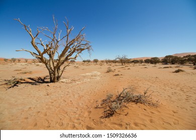 Big dry tree with shadows at Sossusvlei, Namib desert, Namibia