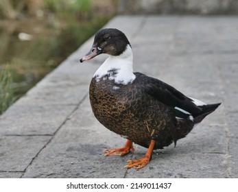   A Big Duck Along Adda River, O, Trezzo, Italy.