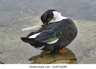  A Big Duck Along Adda River, O, Trezzo, Italy.