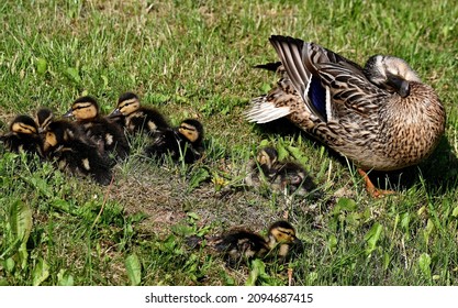 A Big Duck With Eight Little Ducks