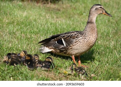 The Big Duck With Little Ducks Steps Towards The Water