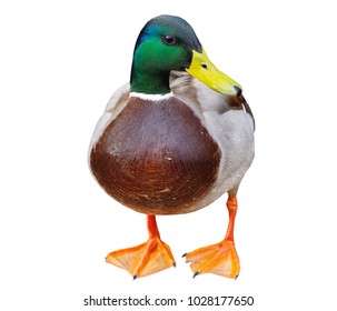 Big Duck On A White Background