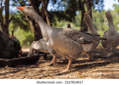 Big Duck Seen From Below Stretching Its Wings.