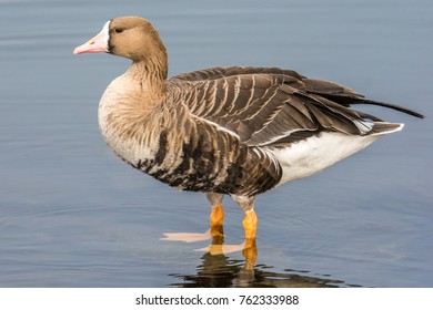 Big Duck Stands In The Water Of A Lake