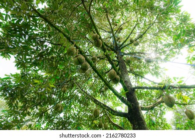 Big Durian Fruit On The Branch In The Garden Ready To Harvest, Product Quality For Export In Thailand, Agriculture Concept, Tall Ancient Durian Tree