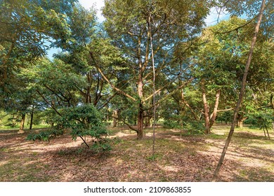 

Big Durian Tree In The Beautiful Garden With Nice Sky, Product Food Chanthaburi In Thailand, King Of Fruit