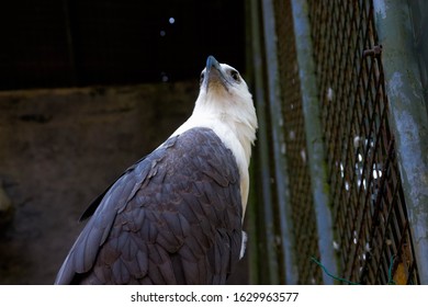 A Big Eagle in a cage close-up image from zoo