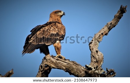Big eagle perched on dead branch