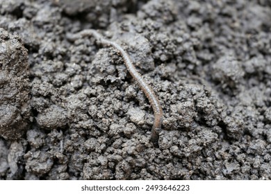 Big Earthworm close-up in a fresh wet black soil, visible rings on the body of a worm. The earthworm's head goes into the soil - Powered by Shutterstock