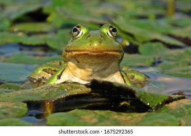 A big edible frog (Rana esculenta syn. Pelophylax kl. esculentus) is sitting on the water chestnut (Trapa natans) leaf. Face to face with a big eyed, big throated, sunbathing,  freshwater amphibia.  - Powered by Shutterstock