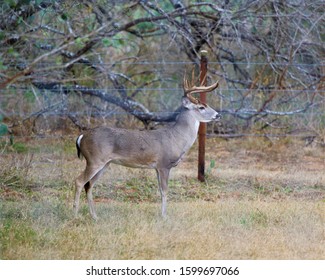 A Big Eight Point Buck Whitetail Deer in a Field in South Texas