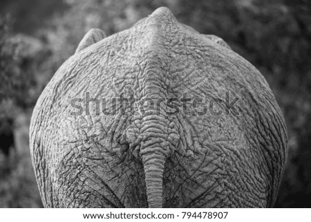 Similar – Image, Stock Photo pachyderms Leather Animal