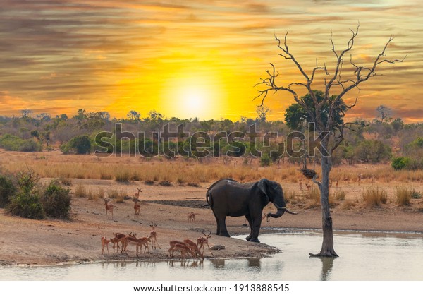 Big elephant bull and herd of impalas gather at\
a clean water pool by sunset to drink and beat the excessive heat\
of the savannah