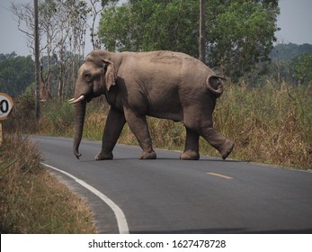 Big Elephant Cross Road Stock Photo 1627478728 | Shutterstock