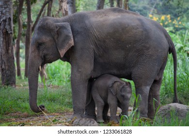 Newborn Cute Baby Elephant Closeup Portraiture Stock Photo (Edit Now