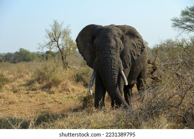 Big Elephant with large tusks and blue sky in Kruger National Park, South Africa  - Shutterstock ID 2231389795