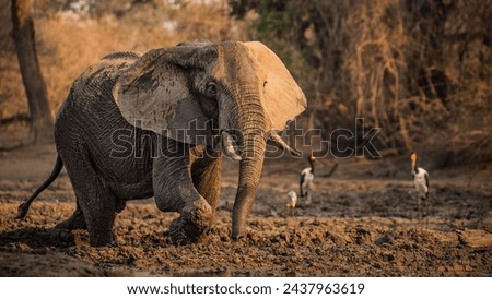 big elephant - elephant in mud 