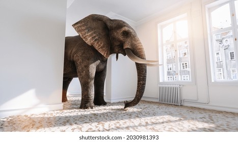 Big elephant in the small room with sand ground from Africa as a funny space problem concept image
