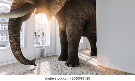 Big elephant in the small room with sand ground as a funny space problem concept image