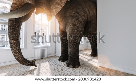Big elephant in the small room with sand ground as a funny space problem concept image