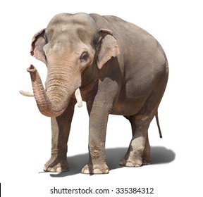 big elephant standing on a white background. isolated