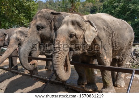 Big elephants waiting for food