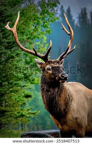 Similar – Rocky Mountain Elk (lat. Cervus canadensis), Canada